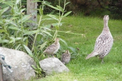 Hen Pheasant