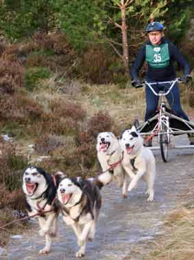 Visit the Cairngorm Sled Dog Adventure Centre Aviemore Sled Dog Rally organised by the Siberian Husky Club of Great Britain takes place at Glenmore